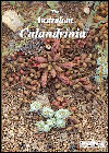 Australian Calandrinia