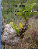 Ant-Plants: Arboreal Wonders of Nature